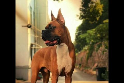 萌犬成长日记:温馨陪伴与趣味训练之旅 萌犬成长日记:温馨陪伴与趣味训练之旅