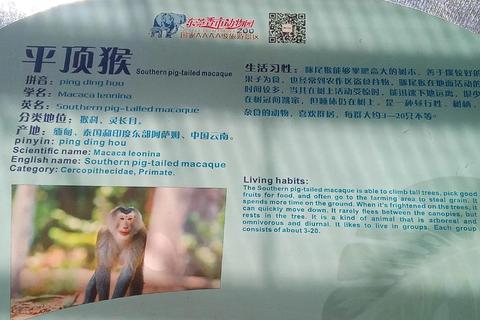 猴子有哪些本领常被忽视？揭秘其隐藏技能与实用价值