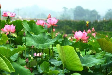 莲华迷踪:碧波踏浪寻香之旅_荷花秘境探幽 莲华迷踪:碧波踏浪寻香之旅_荷花秘境探幽