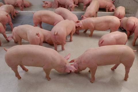 猪吃什么肉困扰养殖户？科学搭配肉类饲料降本增效有妙招