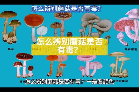 蘑菇是什么颜色难辨易混淆三招教你准确判断真实色彩