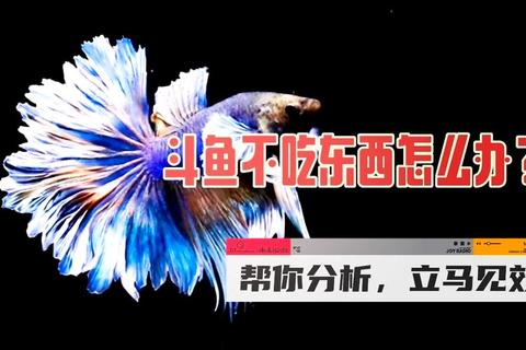 斗鱼为什么不吃东西常见原因分析与解决技巧分享