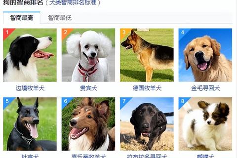 什么动物最聪明？破解三大高智商物种的认知误区与科学评判标准