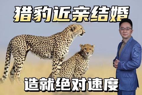猎豹模拟器非洲草原生存指南：幼崽哺育与家族壮大秘籍