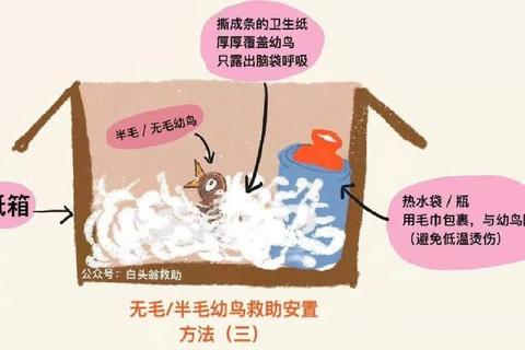 受伤小鸡紧急救治全攻略：新手必学的10个关键步骤与注意事项  第1张