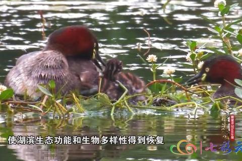 云端鸡资源下载：高效养殖技术一键获取