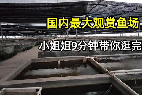 鱼塘经营全攻略从零开始打造高效渔场布局与收益提升技巧