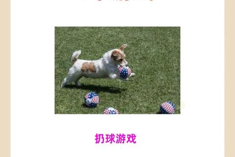 萌犬欢乐时光-10个趣味游戏挑战增进人宠默契 萌犬欢乐时光-10个趣味游戏挑战增进人宠默契