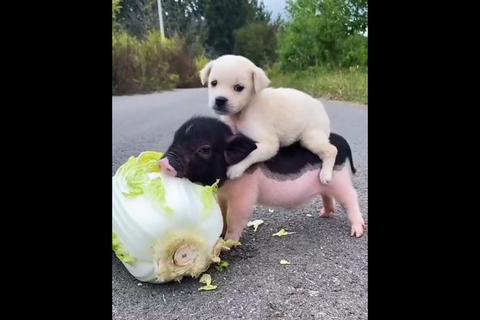 田园趣味抓拍：憨态小猪拱白菜农家菜园自然生态生动画面