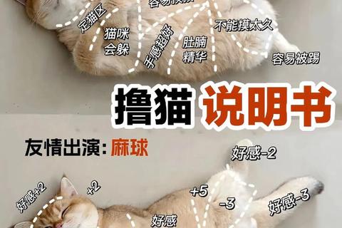 萌猫趣玩指南_解锁喵星人最爱的15种创意游戏互动法