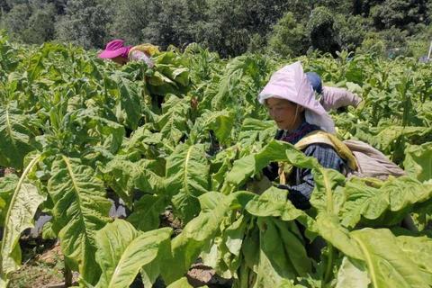 红叶卷心菜种植全攻略：秋季丰收技巧与隐藏剧情解锁指南