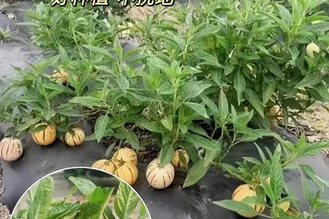 寻仙手游2025门派摇钱树人参果树高收益种植技巧与灵果收益全解析 寻仙手游2025门派摇钱树人参果树高收益种植技巧与灵果收益全解析