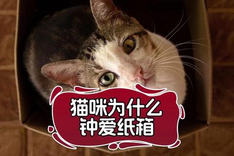 为什么猫喜欢箱子背后原因揭秘及爱巢布置实用指南