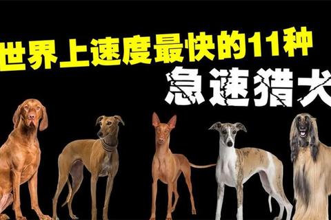 狗的奔跑速度是多少？解析差异与科学训练提升方案