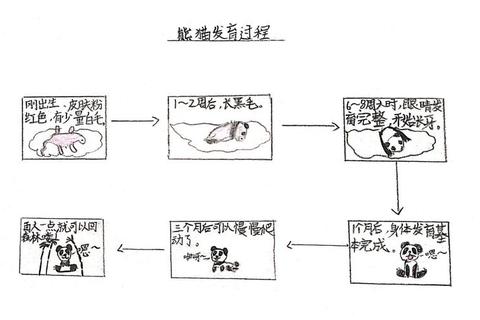 熊猫进化全阶段进阶技巧与终极形态解锁终极指南
