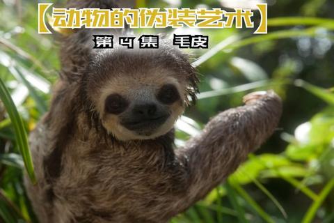 斑马为什么是黑白条纹之谜破解科学揭秘背后生存策略