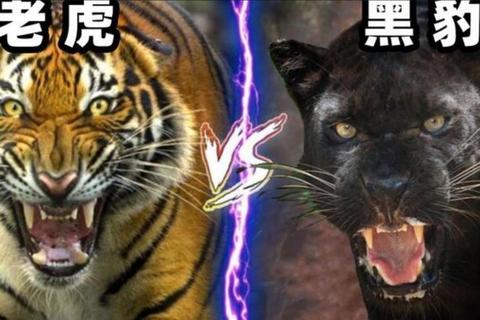 老虎与黑熊哪个厉害争议不断科学解析真实战力对比结果