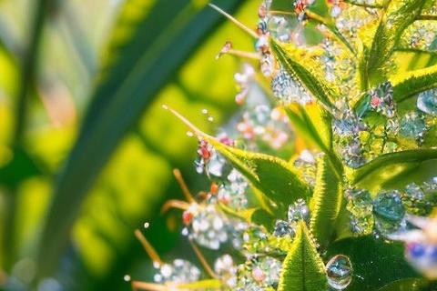 Forest软件高效沉浸专注新境界 轻松打造绿色数字森林
