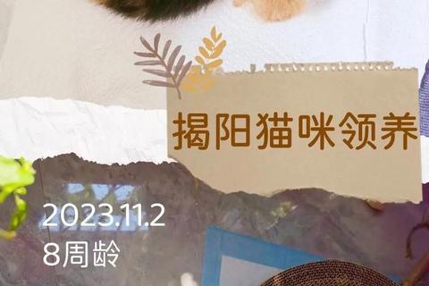 小奶猫app，小奶猫App改名字了吗