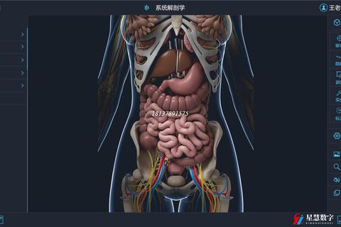 全方位精准解析3Dbody解剖软件开启人体奥秘新视界