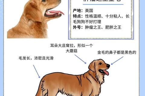 养金毛攻略_金毛犬新手饲养全攻略与实用技巧指南