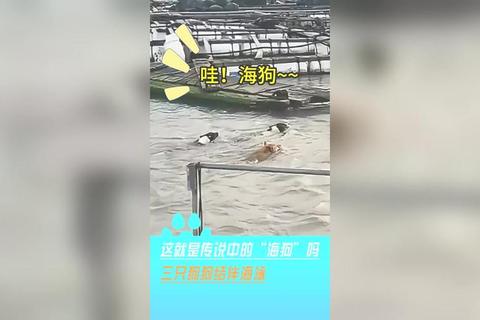 海狗攻略·萌宠海狗栖息地探秘与观察全攻略 海狗攻略·萌宠海狗栖息地探秘与观察全攻略
