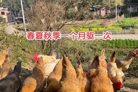 养鸡攻略(家庭养殖必备十招高效科学养鸡技巧全解析)