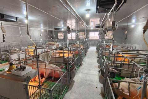 养猪场攻略：养猪场高效经营秘籍与实用技巧解析