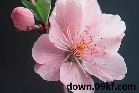 桃花app下载