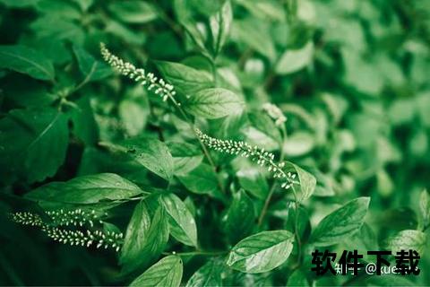 超凡植物识别软件一键揭秘身边隐秘绿色世界