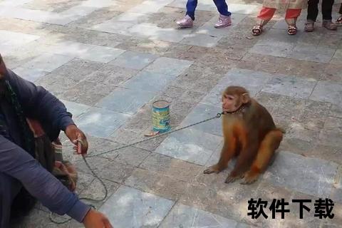 年会耍猴创意视频下载-爆笑员工表演与猴戏素材合集 年会耍猴创意视频下载-爆笑员工表演与猴戏素材合集