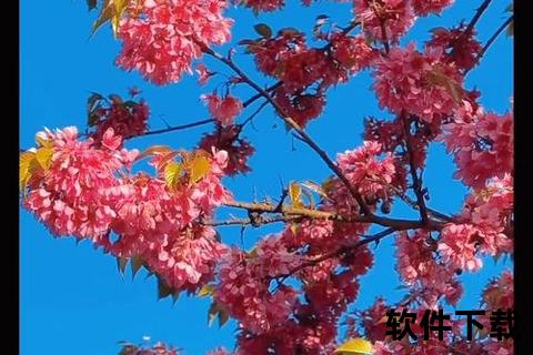樱花视频下载APP_高清资源一键缓存工具-手机版免费安装