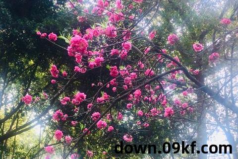 春满香夏txt下载