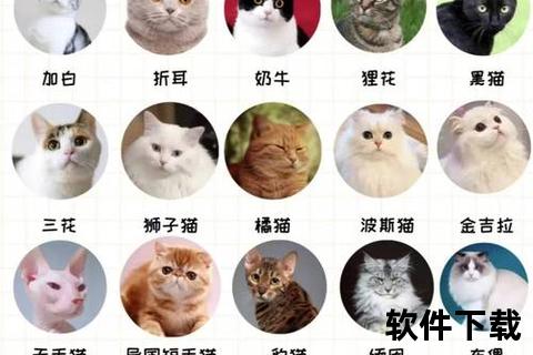 猫咪下载地址