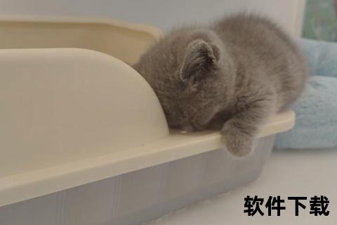 猫咪下载安装，睡着的小猫咪下载安装