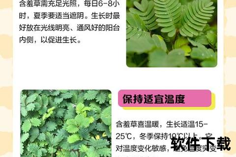 含羞草下载指南：资源获取与安装教程全解析