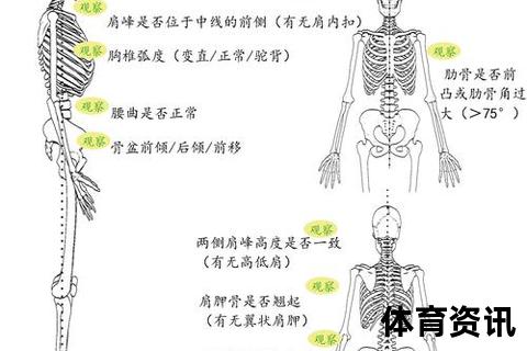 臂展身高比解析-正常范围及影响因素全解