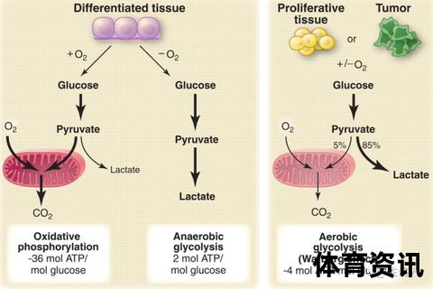 乳酸消除机制与实用方法：加速代谢_减少运动后堆积