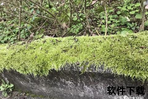 超凡植物识别软件一键揭秘身边隐秘绿色世界