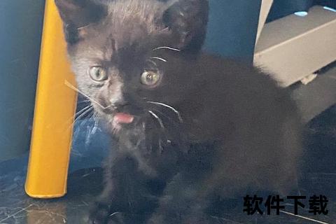 黑猫特效配曲视频下载，黑猫特效是哪个软件的