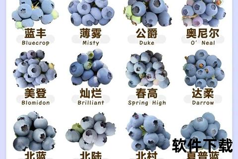 蓝莓视频下载指南：高效技巧与资源存储教程分享