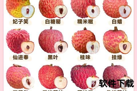 荔枝下载全攻略-海量资源获取与高速技巧详解