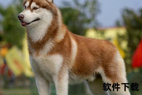 哈士奇下载工具推荐-极速体验_安全存储与资源全收录指南