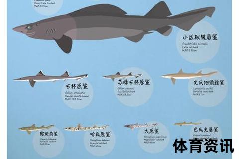 鲨鱼生存优势解析：锋利牙齿_流线体型与超强感官特征