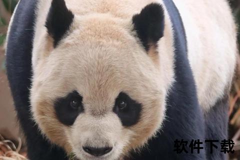 熊猫短片视频下载_超萌高清合集-免费资源一键获取