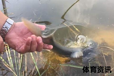 钓鱼频道推荐-湖南台与CCTV5垂钓节目解析
