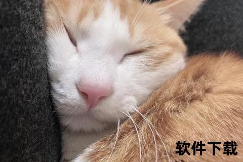 猫咪下载安装，睡着的小猫咪下载安装