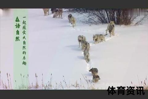 北极熊背水鏖战北欧黑马_俄芬绿茵恩怨再燃