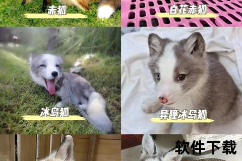 狐狸视频下载教程：高效获取高清资源_多平台快速解析技巧