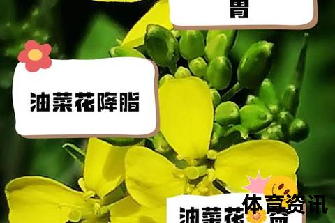 油菜花的花语解读：生机_希望与无私奉献的象征寓意